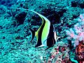 Pennant coralfish, Mauritius