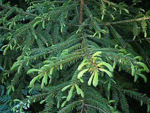 Archivo:Picea koraiensis young