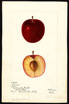 Pomological Watercolor POM00004858.jpg