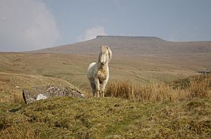 Archivo:Pony in brecon2