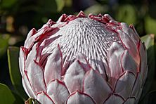 Archivo:Protea flower02