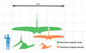 Archivo:Pteranodon scale