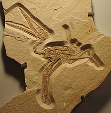 Archivo:Pterodactylus kochi 1