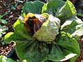 Radicchio