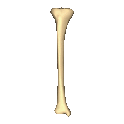 Right tibia - close up - animation.gif