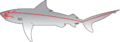 Sharks Lateral Line
