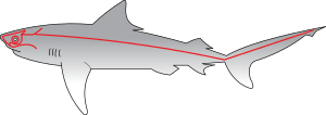 Archivo:Sharks Lateral Line