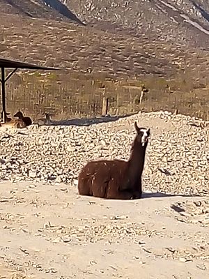 Archivo:Sitting llama