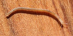 Archivo:Spotted snake millipede Blaniulus guttulatus