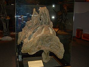 Archivo:Supersaurus vivianae pelvis