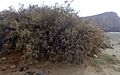 Tamarix canariensis kz5