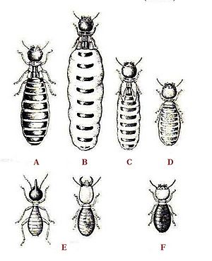 Archivo:Termites polymorphism