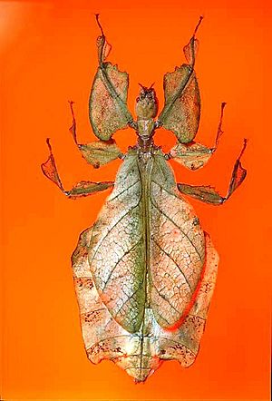 Archivo:The Childrens Museum of Indianapolis - Leaf insect