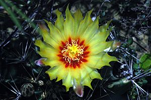 Archivo:Thelocactus setispinus flower