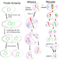 Three cell growth types es
