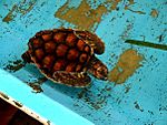 Archivo:Tortuga verde (Chelonia mydas) de los Roques Venezuela 000