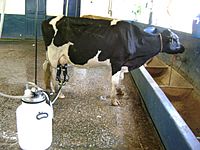 Archivo:Vaca leite