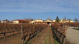 Viñedos Bodega Viña Sastre - Hermanos Sastre Ribera del Duero.JPG