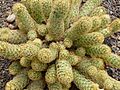 Warzenkaktus - Mammillaria elongata