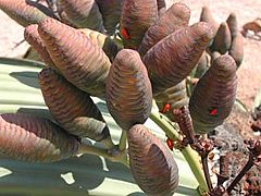 Welwitschia-bug Probergrothius-Angolensus