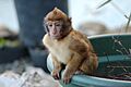 Young Barbary Ape sitting on Plant Pot