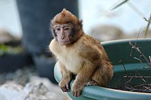 Archivo:Young Barbary Ape sitting on Plant Pot