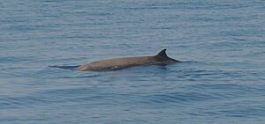 Archivo:Ziphius cavirostris Mar Ligure