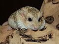 Жирнохвостая песчанка (Pachyuromys duprasi), Fettschwanz-Rennmaus, Fat-tailed gerbil, 06.03.2010