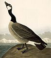 277 Hutchins's Barnacle Goose (cropped)