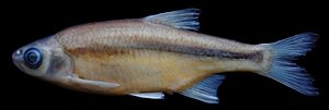 Archivo:Alburnoides manyasensis holotype - ZooKeys-276-085-g003