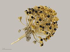 Archivo:Allium victorialis MHNT.BOT.2007.43.35
