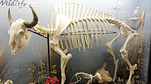 Archivo:American Bison skeleton