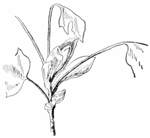 Archivo:American tuliptree unfolding leaves Keeler