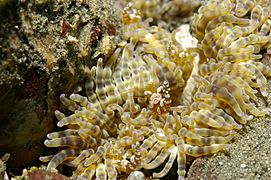 Beaded Sea Anenome with shrimp