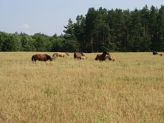 Belarus-Minsk Province-Horses