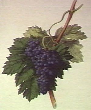 Archivo:Black Corinth Grape