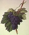 Black Corinth Grape