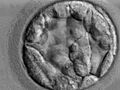 Blastocyst, day 5