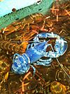 Blue-lobster-jane.jpg