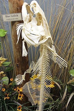 Archivo:Blue catfish skeleton