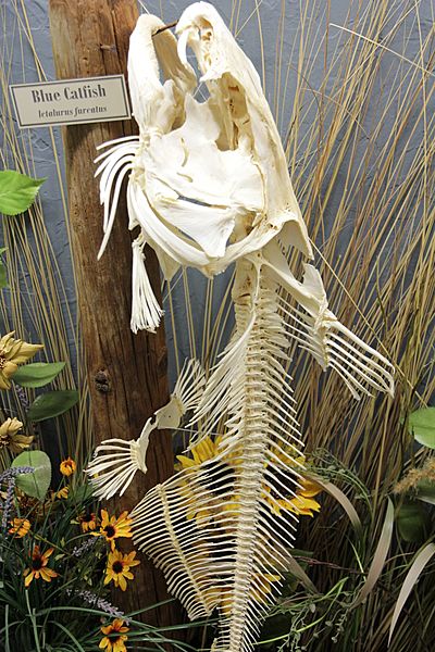 Blue catfish skeleton