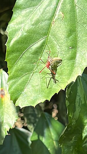 Archivo:ChicheLAraña
