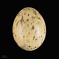 Chlamydotis undulata MHNT.ZOO.2010.11.71.7