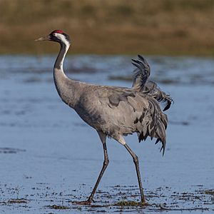 Archivo:Common crane grus grus