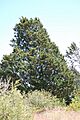 Cupressus guadalupensis