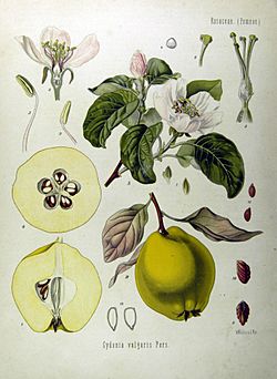 Cydonia oblonga - Köhler–s Medizinal-Pflanzen-049.jpg