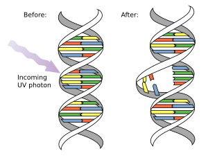 Archivo:DNA UV mutation