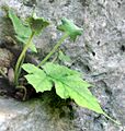 Dorstenia contrajerva-flowers-leaves