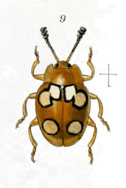 Epopterus eganus.png