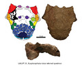 Euoplocephalus UALVP 31